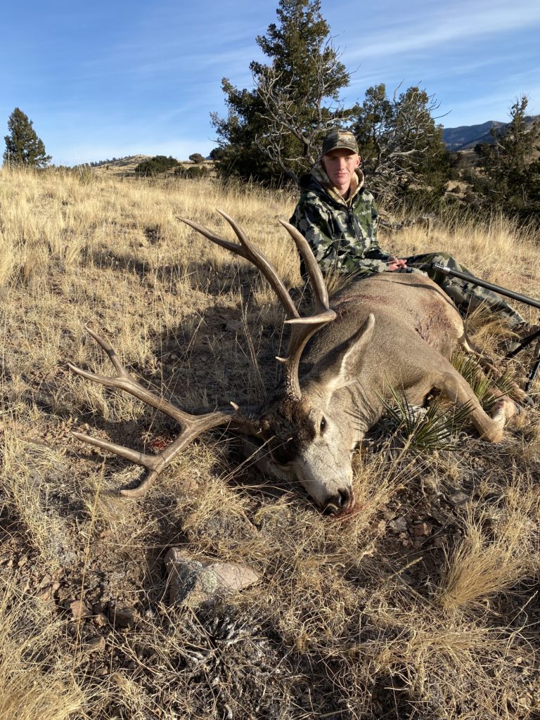 Mule Deer