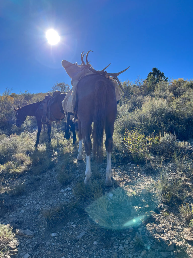 North Camp Elk